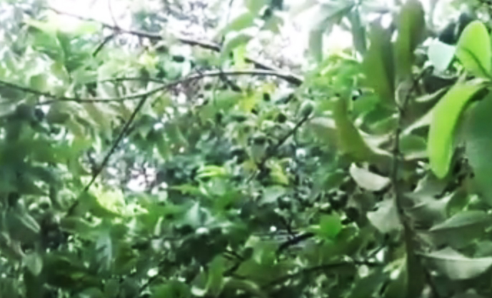 MAXIMUM NUMBER OF GUAVA FRUITS PRODUCED BY A SINGLE GUAVA TREE